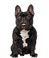 french-bulldog-isolated-white 1